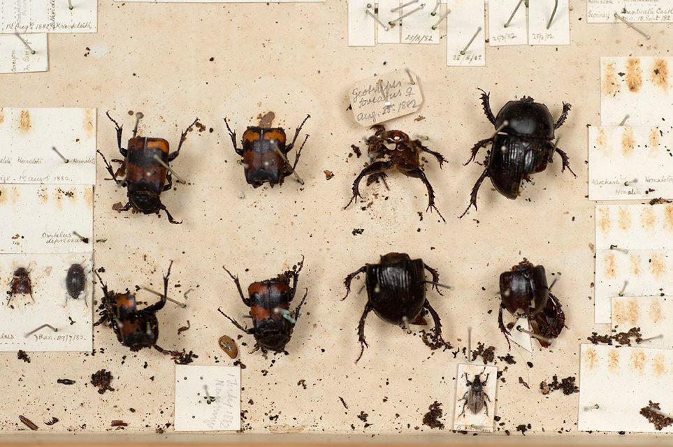 Damaged or missing specimens, and loose appendages in the base of the drawer or box